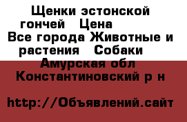 Щенки эстонской гончей › Цена ­ 7 000 - Все города Животные и растения » Собаки   . Амурская обл.,Константиновский р-н